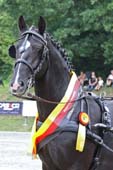 LANCADO - Bundeschampion Schweres Warmblut v. Landor / Eichbaum (Züchter/Besitzer: Astrid-Auguste Botterbrodt-Weilage, Osterholz-Scharmbeck, Fahrerin: Astrid-Auguste Botterbrodt-Weilage, Zuchtgebiet: Altoldenburg. Foto: Peter Tendler LANCADO - Bundeschampion Schweres Warmblut v. Landor / Eichbaum (Züchter/Besitzer: Astrid-Auguste Botterbrodt-Weilage, Osterholz-Scharmbeck, Fahrerin: Astrid-Auguste Botterbrodt-Weilage, Zuchtgebiet: Altoldenburg. Foto: Peter Tendler